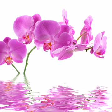 粉紅蘭花