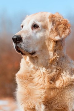 人像狗金毛獵犬
