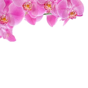粉紅蘭花