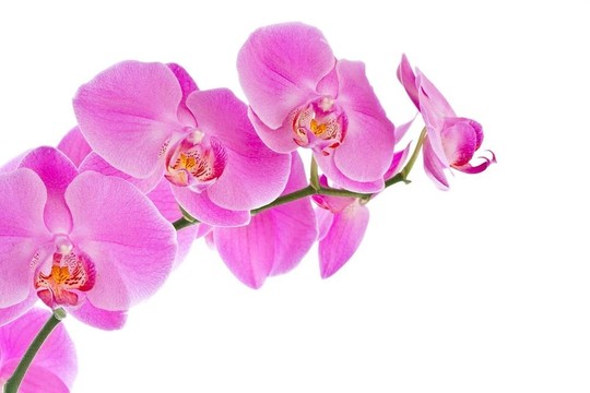 粉紅蘭花