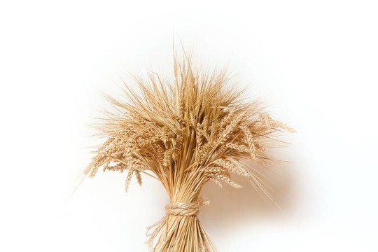 小麥