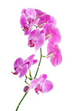 粉紅蘭花