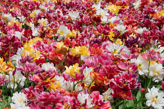 春季開花為背景