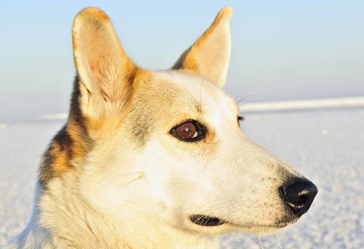 一只狗的肖像。（Canis lupus familiaris）特寫(xiě)