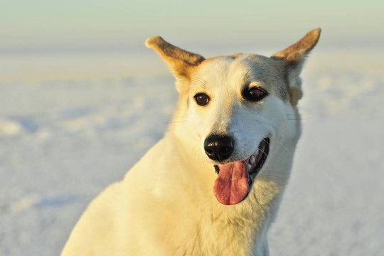 狗的肖像。（Canis lupus familiaris）特寫