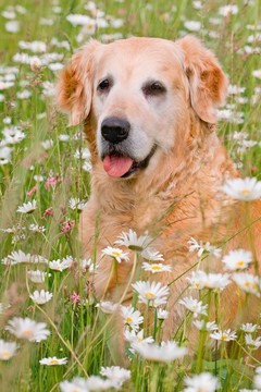 在充滿鮮花的草地的金毛獵犬