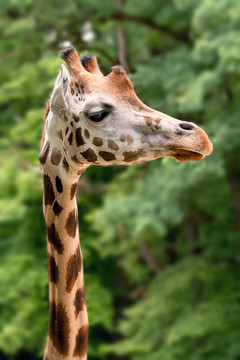 Giraffe的頭