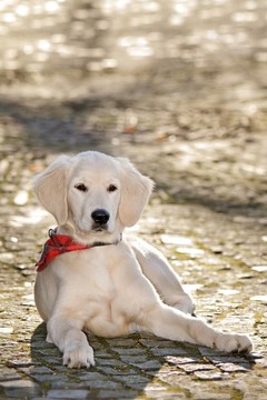 人像狗金毛獵犬