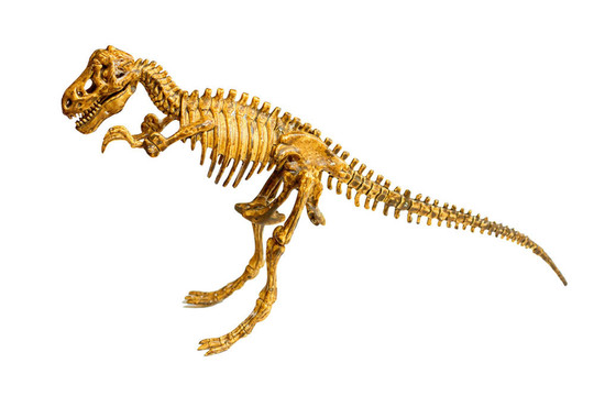 Trex骨架分離