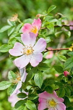 詳細(xì)的花朵甜蜜的荊棘