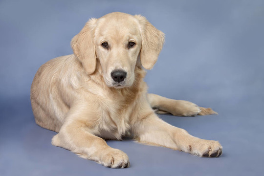 人像狗金毛獵犬