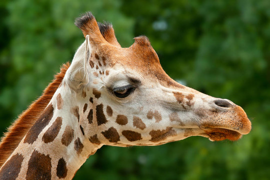Giraffe的頭