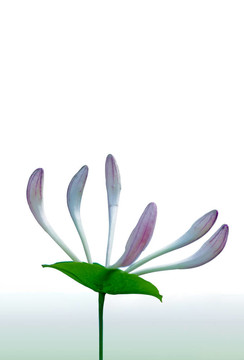 金銀花