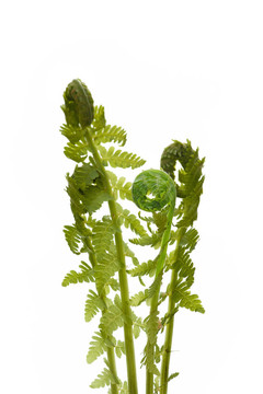 蕨類植物