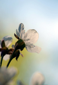 櫻花