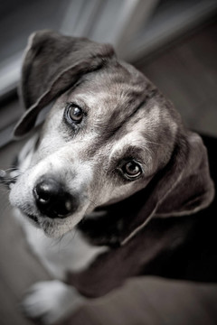 比格獵犬的肖像