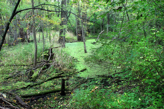 森林和湿地