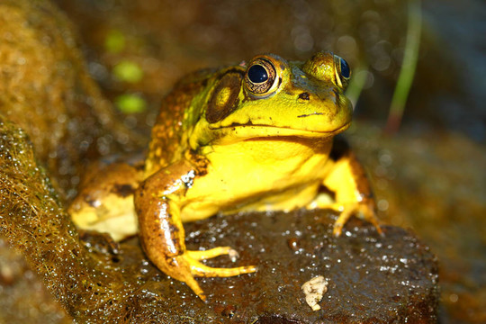 綠蛙（Rana clamitans）