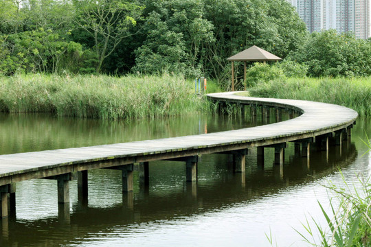 濕地公園的一條小路