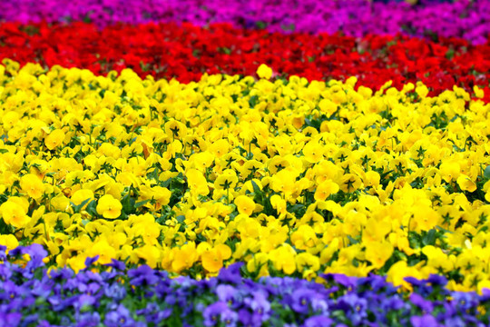 Flowers的背景