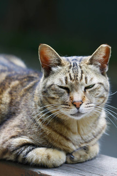 好生說(shuō)