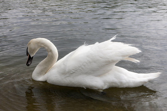 White Swan在湖心島的海德公園；在英國。