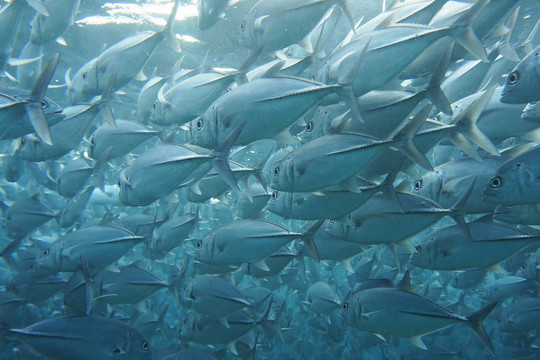 Trevally（Pseudocaranx dentex）