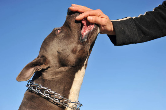 喂養(yǎng)他的斗牛犬