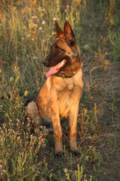 馬里努阿犬