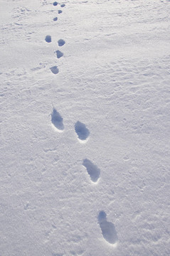 歐洲野兔天兔座europaeus微量雪