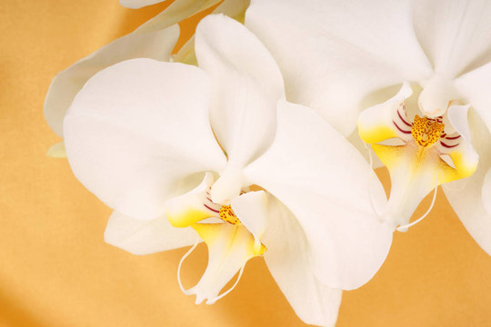 Phalaenopsis Aphrodite（Moon Orchid）