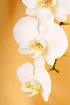 Phalaenopsis Aphrodite（Moon Orchid）