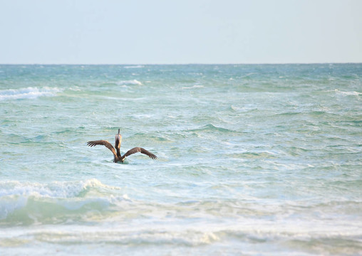 Brown Pelican（Pelecanus occidentalis）