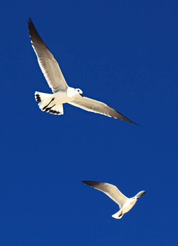 大黑背鷗（Larus marinus）