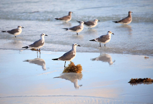 大黑背鷗（Larus marinus）