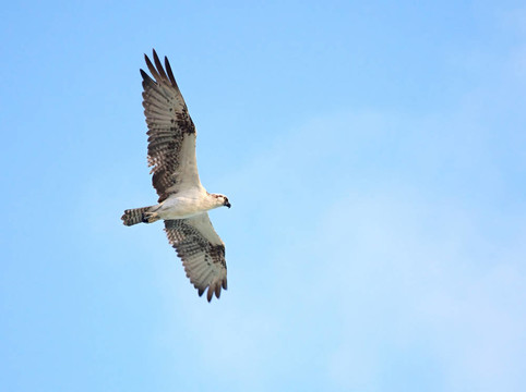 鶚（Pandion haliaetus）