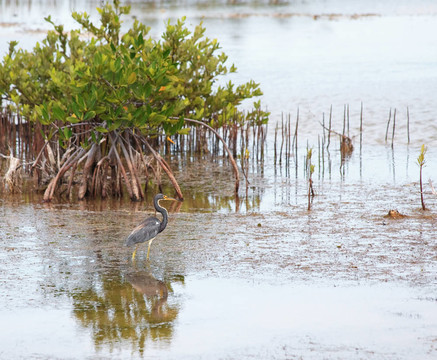 大藍鷺（Ardea herodias）