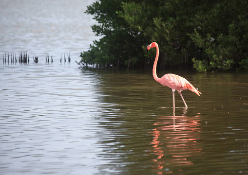 美洲紅鸛（Phoenicopterus ruber）