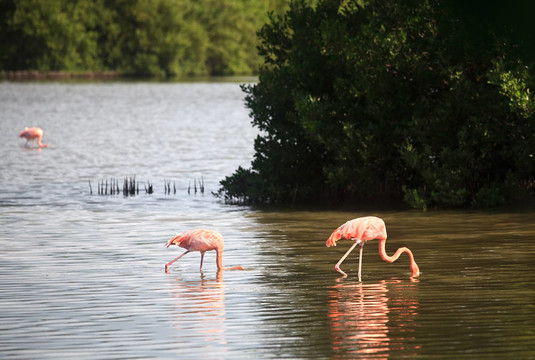 美洲紅鸛（Phoenicopterus ruber）