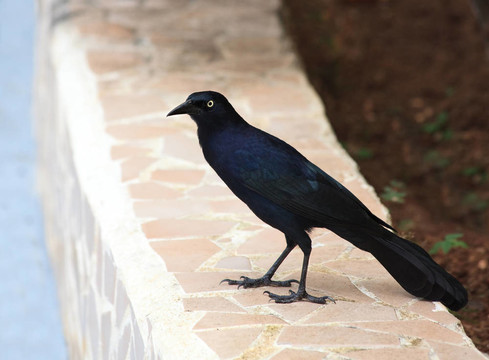 古巴鴉（Corvus nasicus）