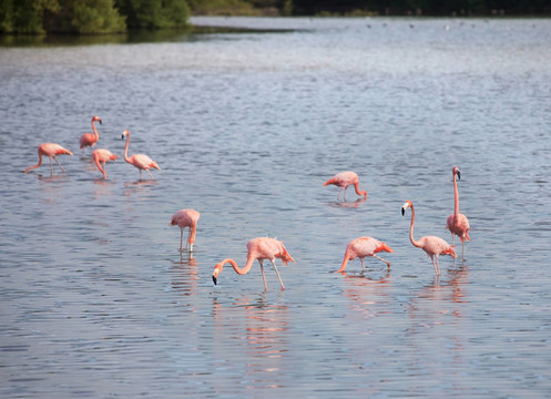 美洲紅鸛（Phoenicopterus ruber）