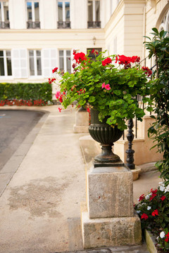Pelargonium的花盆