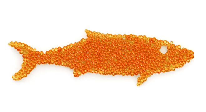 魚(yú)子醬的魚(yú)
