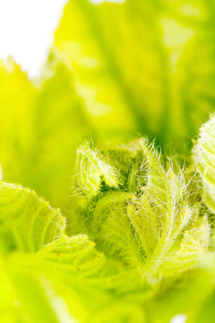 植物葉片特寫(xiě)。