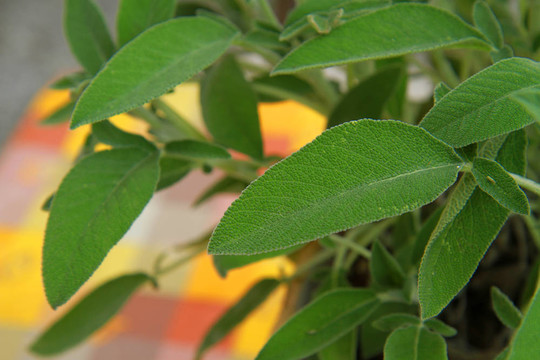 鼠尾草植物