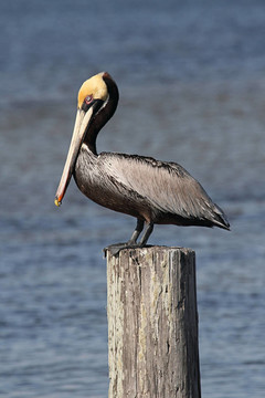 Brown Pelican（Pelecanus occidentalis）