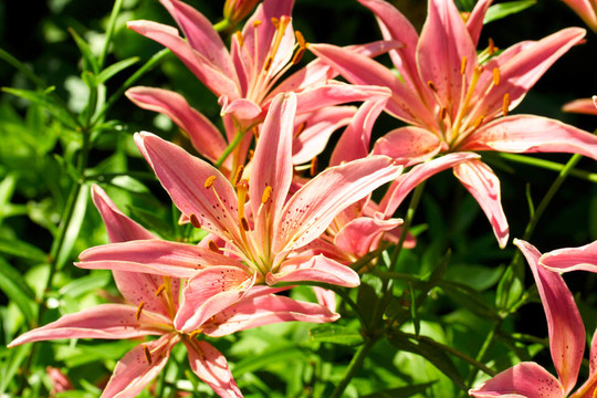 百合百合花；