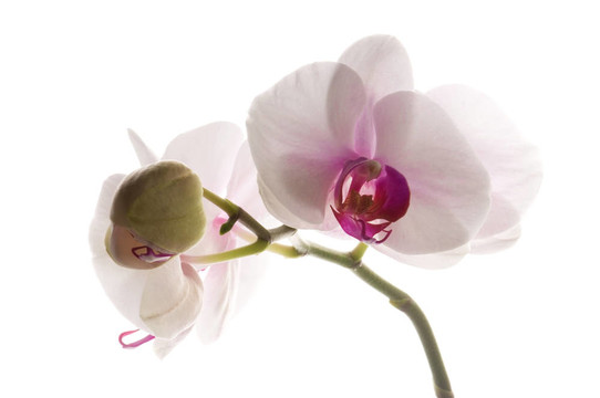 白蘭花白
