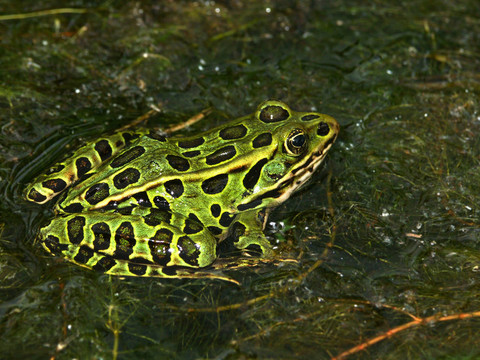 北方豹蛙（Rana pipiens）