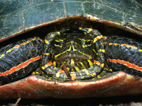 錦龜（Chrysemys picta）